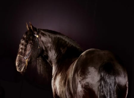 Handsome old fellow - handsome, horse, strong, brown