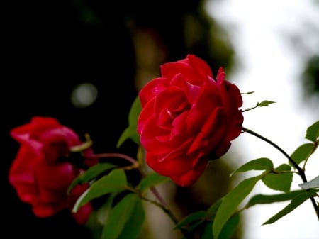 RED ROSES - flowers, red, roses, nature