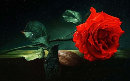 Red Rose - love, plant, blossom, leaves, valentine day, color