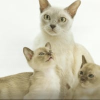 Burmese mother cat and her babies