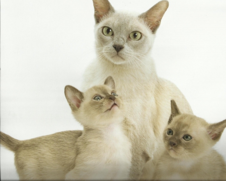 Burmese mother cat and her babies