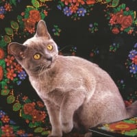 Burmese cat