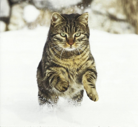 Cat - white, paws, cat, snow, cute