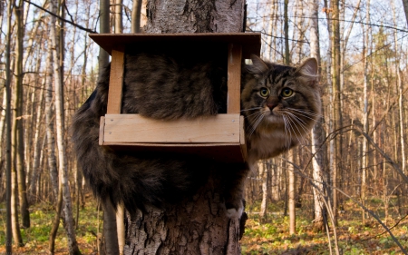 Birds house :D - forest, cat, animal, funny, tree, house, bird