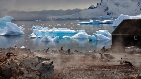 penguins in antarctica in summer - shore, penguins, iceburgs, sea, hut, rocks