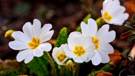 Lovely White Flowers! - flowers, white, lovely, nature