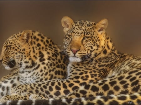 leopards - special, predator, beautiful, leopards, cats, wallpaper