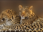 leopards