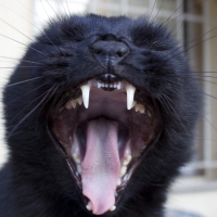 evil kitty