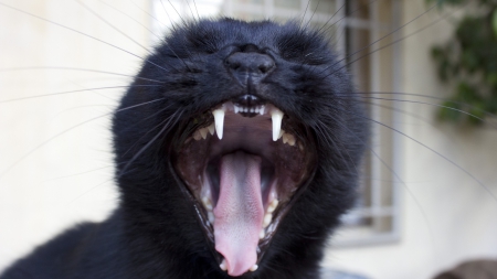 evil kitty - black, fangs, evil kitty, cat, wallpaper, kitty