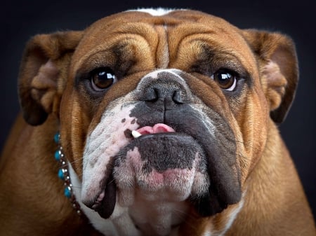 british bulldog - british bulldog, brown, dog, friend, wallpaper