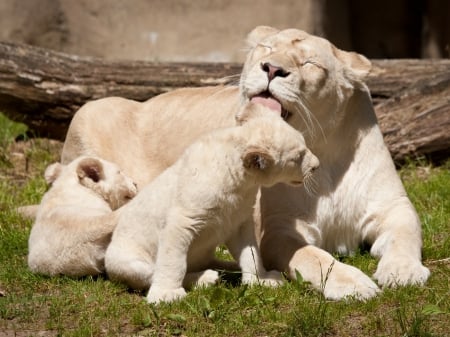 white tigers - wallpaper, animals, big cats, white tigers, mother, beautiful