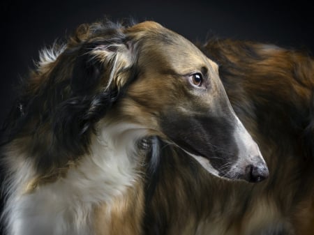 borzoi - fast, dog, borzoi, wallpaper, wolf hunter