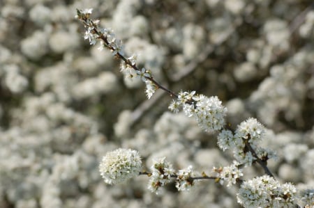 Spring - nature, sweden, photo, spring