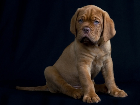 puppy love - puppy love, animal, mastiff, brown, cute, wallpaper