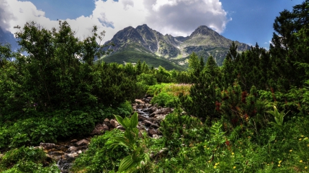 rocky mountain stream - trees, mountain, stream, bushes, rocks