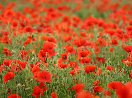 WildFlowers - fields, flowers, wildflowers, red