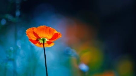 Simply Beautiful - flowers, bokeh, poppy, poppies, nature, splendor