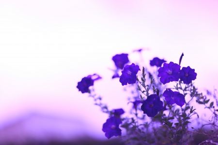 Beautiful Nature - flowers, blur, purple, blue, stems, color