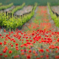 Poppy Surprise