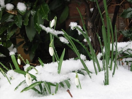 Snowdrops - winter, flower, snow, snowdrop