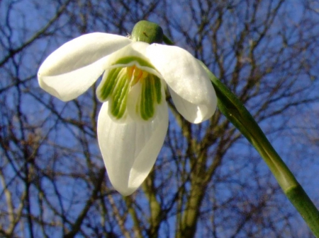 Snowdrop - winter, tree, flower, snowdrop