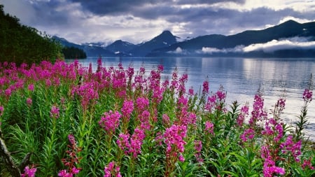 Kenai Fjords National Park, Alaska - alaska, park, fjords, kenai, national