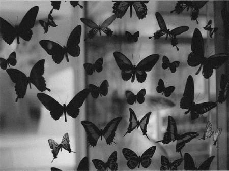 Butterflies - animal, wings, butterfly, butterflies