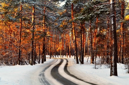 Winter - winter, forest, road, snow