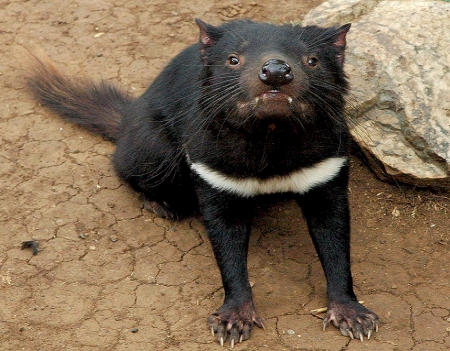 Tasmanian Devil - animal, tasmanian devil, pet, wild