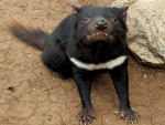 Tasmanian Devil