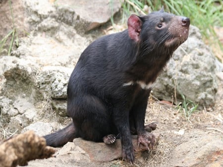 Tasmanian Devil - animal, pet, tasmanian deil, wild