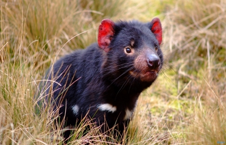 Tasmanian Devil - animal, tasmanian devil, pet, wild