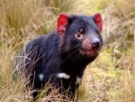 Tasmanian Devil