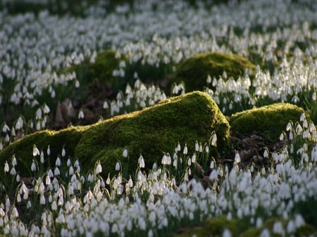 Snowdrops - snowdrops, flowers, flower, snowdrop