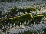 Snowdrops