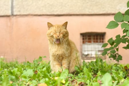 Cat - paws, face, pretty, cute, animals, beauty, beautiful, sweet, cat, sleeping, kitty, cats, kitten, hat, lovely, cat face