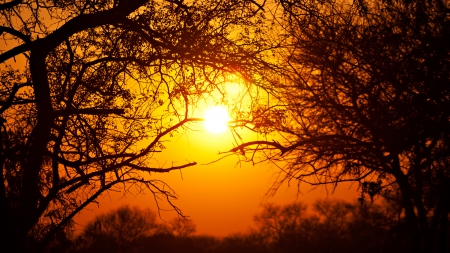 Kruger National Park - South Africa - south africa, trees, sunset, landscape, park, sun