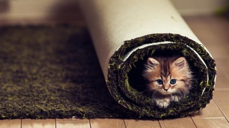 Cute Kitten - animal, sweet, cute, mat, kitten