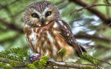 Owl - yellow, branch, eyes, green, owl, small, bird