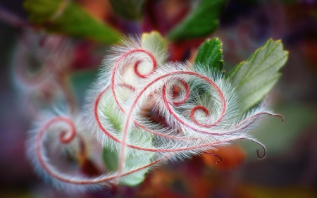 Beauty - white, red, green, macro, leaf, pink, fern, foliage