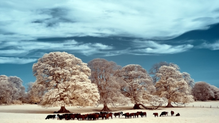 cows grazing on a winter pasture - clouds, trees, winter, pasture, cows