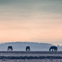 horses grazing in a foggy winter morning