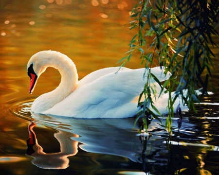 SWAN - mal, water, swan, other