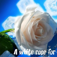 A White Rose For You