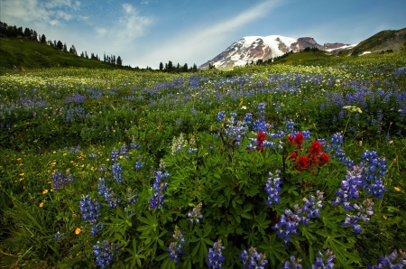 Mountain paradise - nice, slope, sky, freshness, carpet, paradise, meadow, spring, pretty, grass, snowy, mountain, summer, lovely, nature, beautiful, flowers, wildflowers