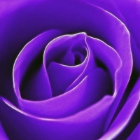 Lost in the Violet Rose