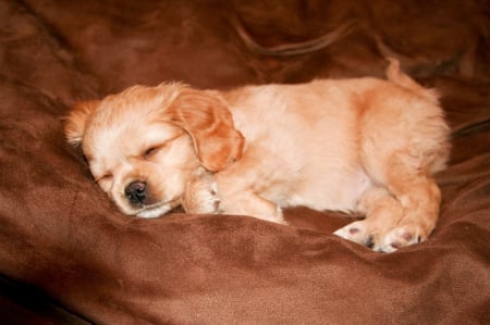 one pooped dog - adorable, cute, dog, pooped