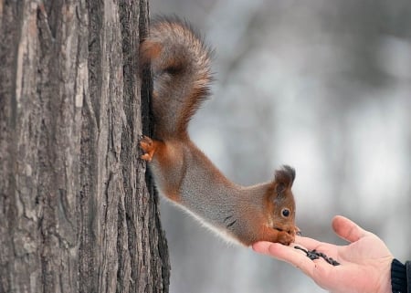 *** Squirrel *** - animal, park, tree, animals