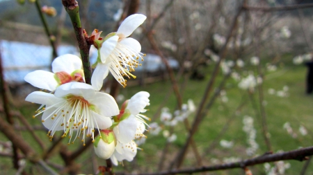 Lovely flower - white, outdoor, Lovely, flower